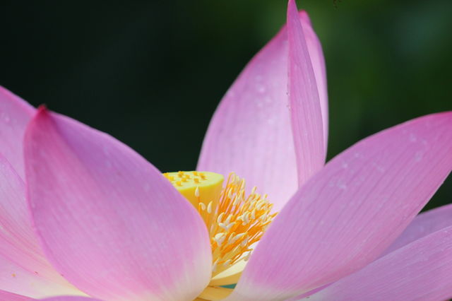 Beautiful Pink Lotus