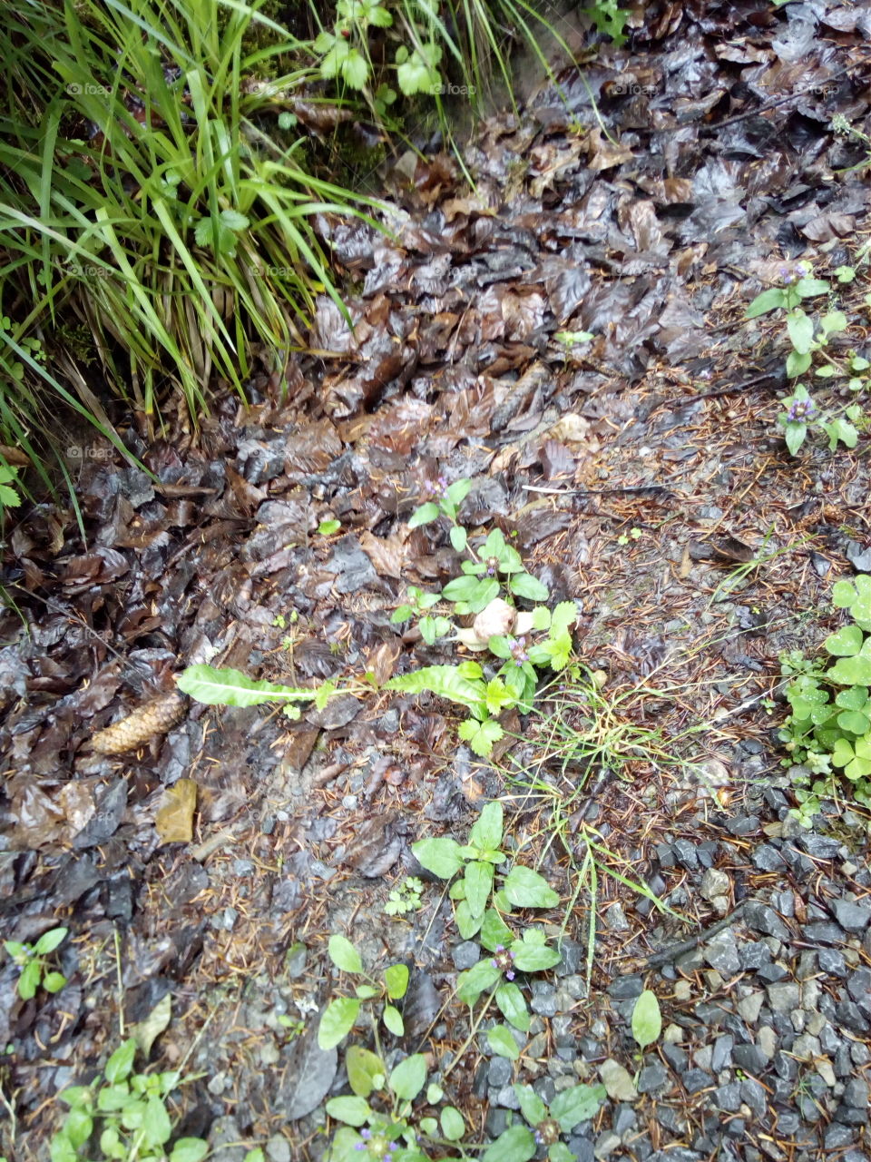 Schwarzwald in Bad Wildbad