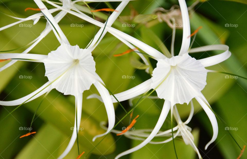 Spider Lily flowers in bloom