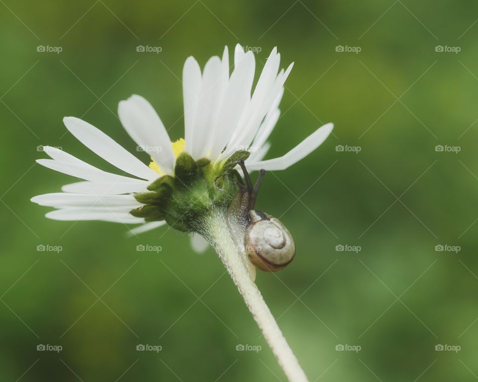 Tiny snail on daisy flower