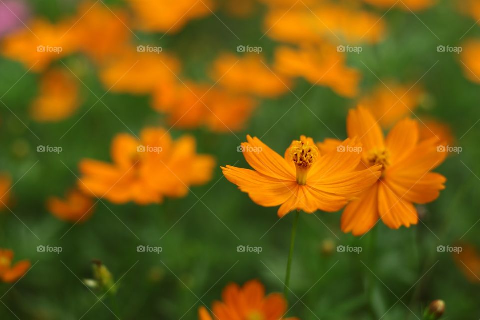 Yellow Cosmos flowers 