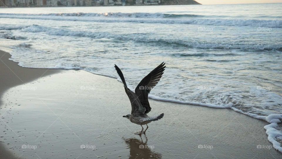 Seagull#wind#nature#sea