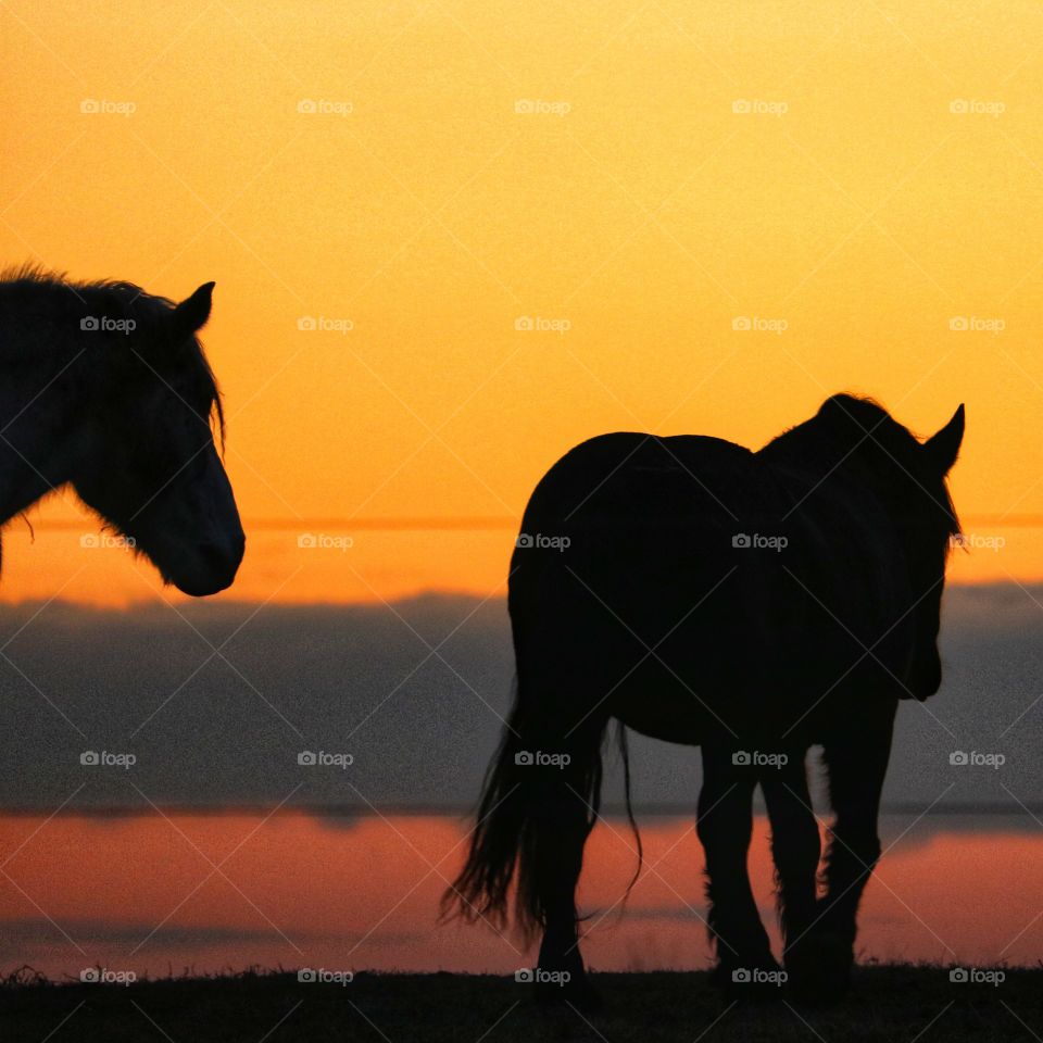 horses in silhouette