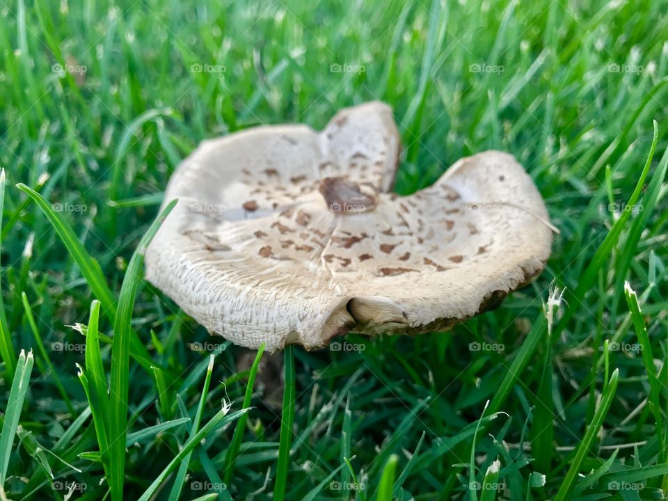 Mushroom 