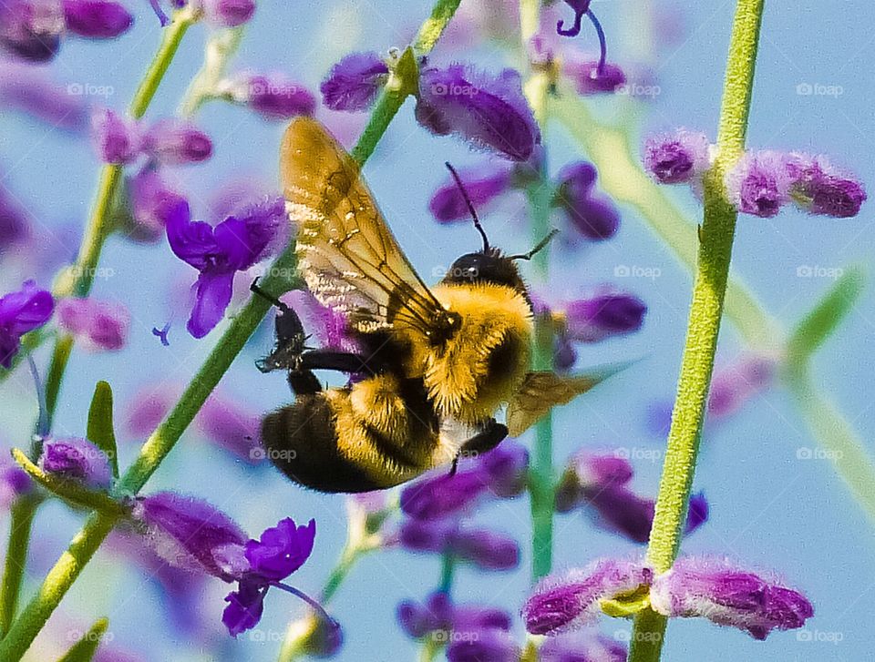 A close up shot of a bumble bee on a plant
