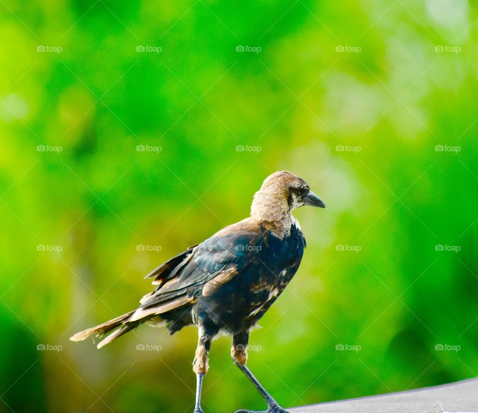 Brown and black bird