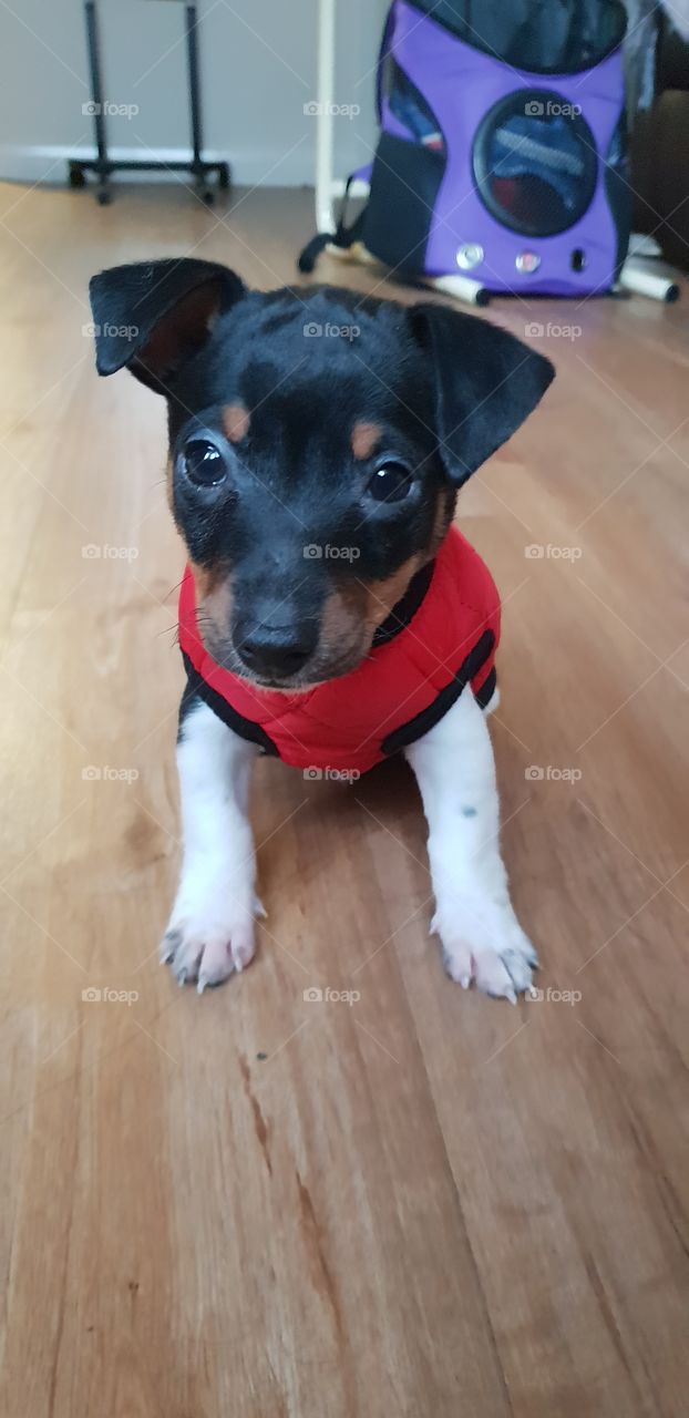 mini jack russell puppy