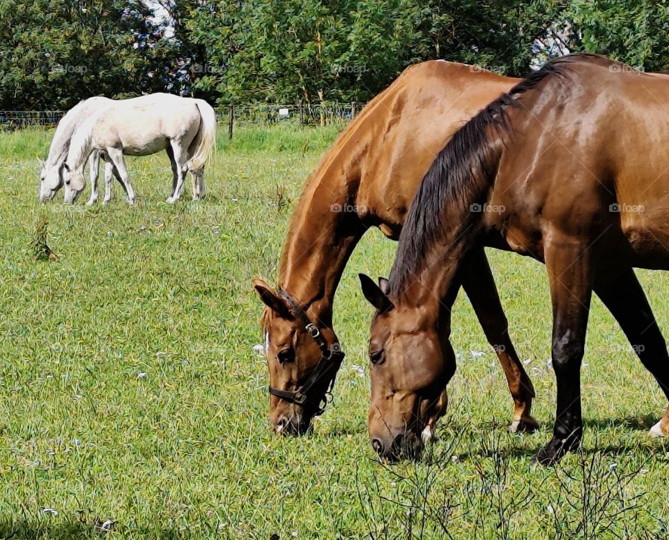 the most beautiful animals in the world