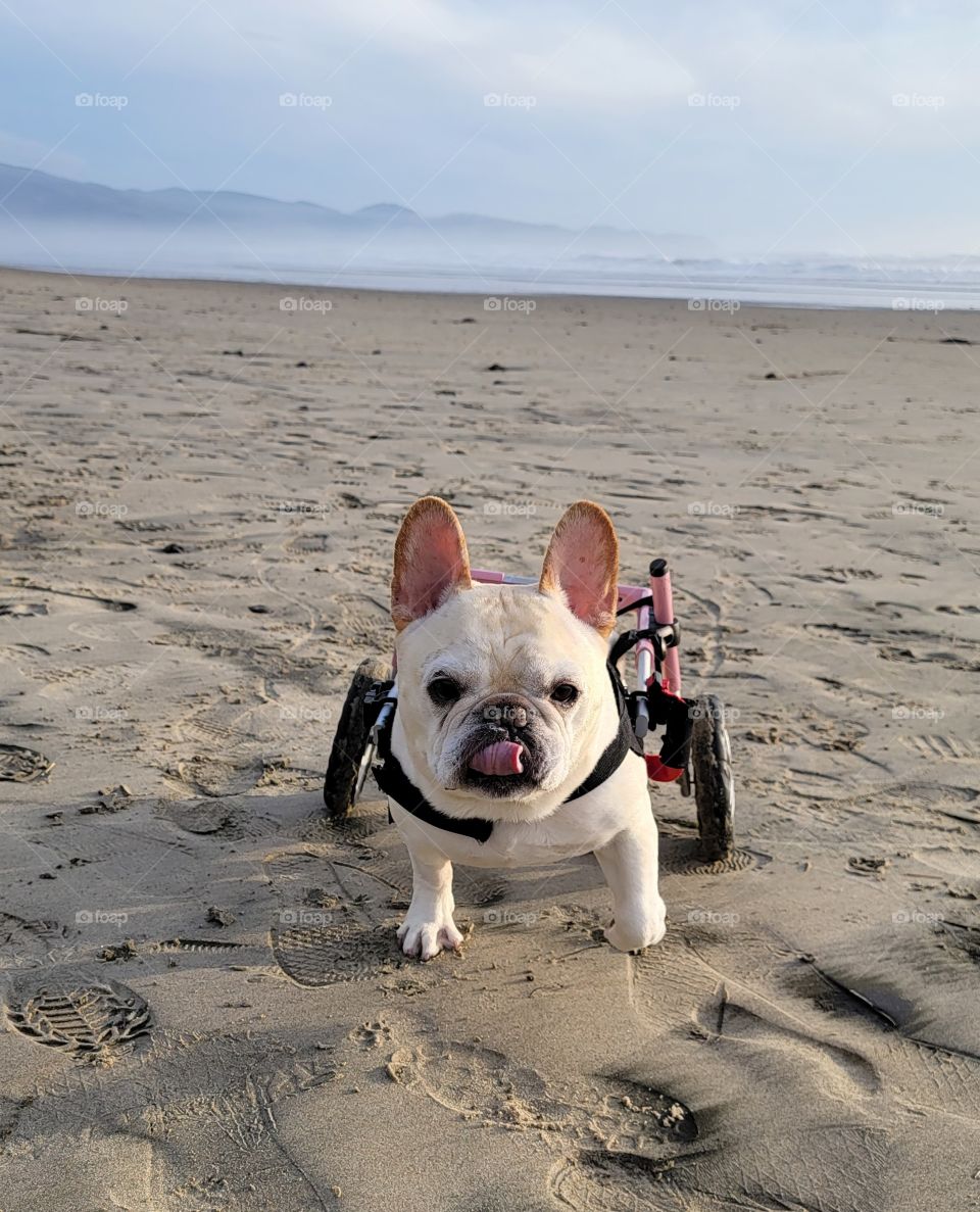 new friend on the beach