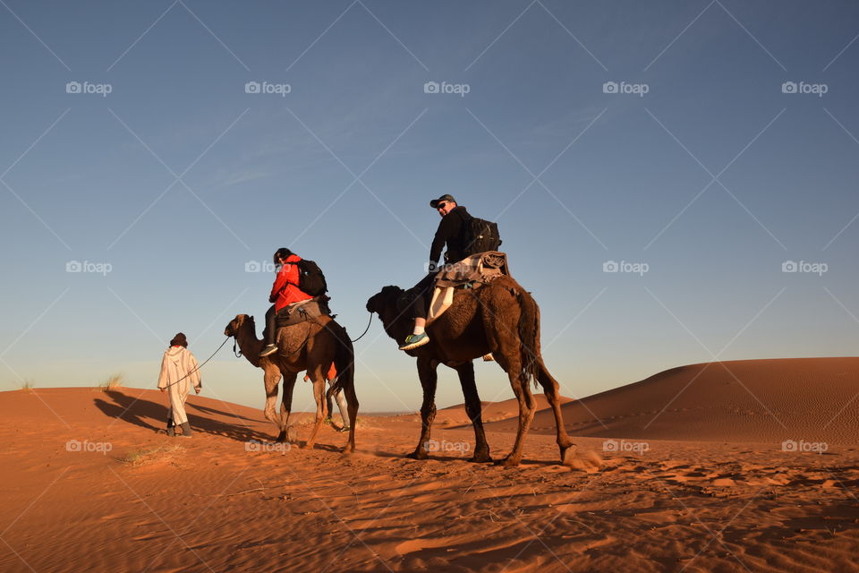 Couple riding arabian camels at Sahara desert with berber man, Morroco