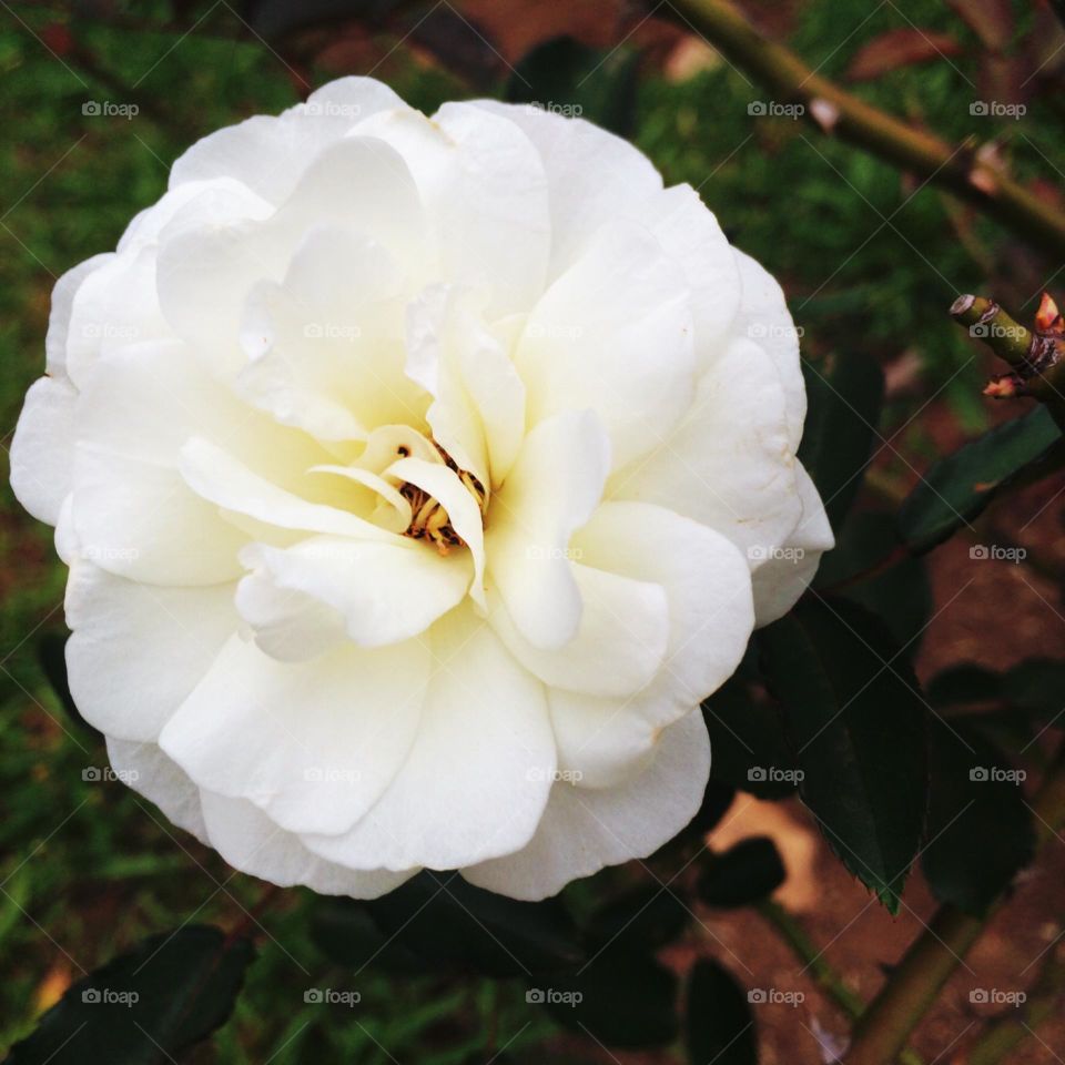 🌹 🇺🇸 Very beautiful flowers to brighten our day.  Live nature and its beauty. Did you like the delicate petals? / 🇧🇷 Flores muito bonitas para alegrar nosso dia. Viva a natureza e sua beleza. Gostaram das pétalas delicadas? 