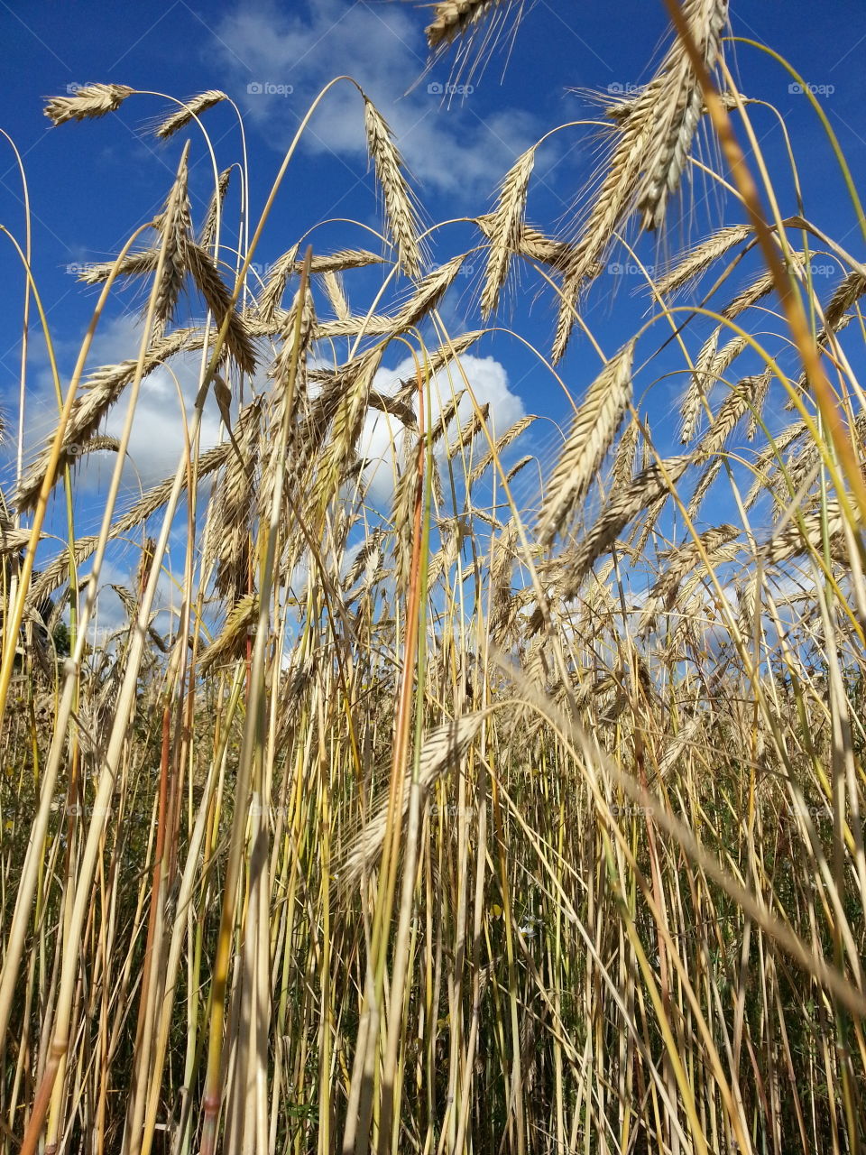 Rye field
