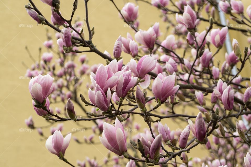 Pink magnolia tree spring flowering. Slovakia