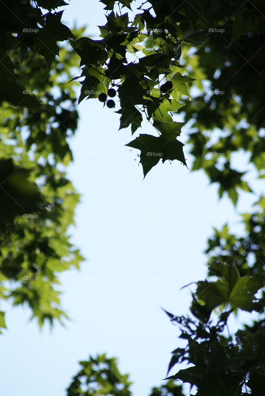 Morning light trickling it’s way down the trees 