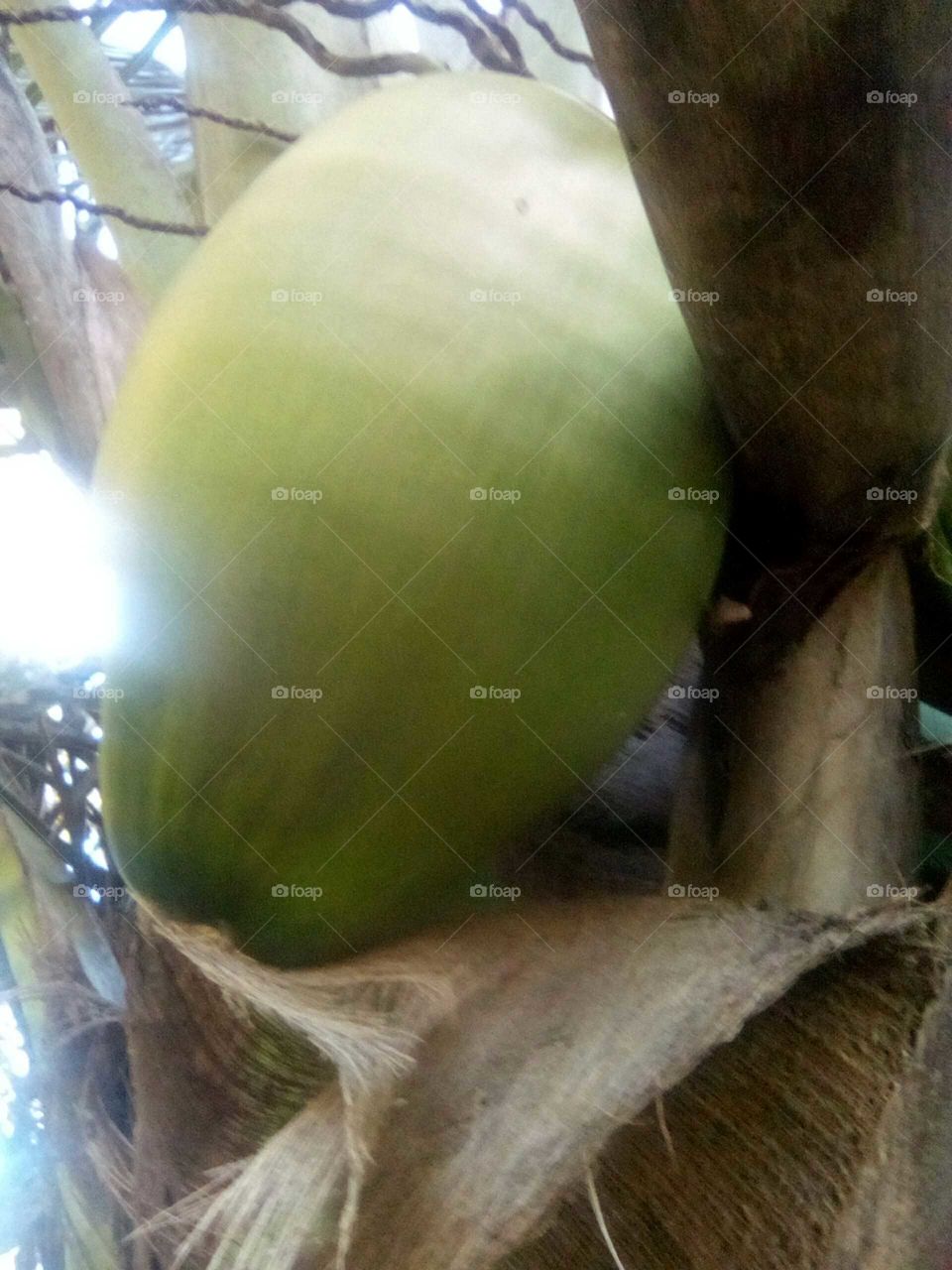 we drink coconut water and it is very refreshing and we all so use coconut milk to cook our rice an pees on Sunday