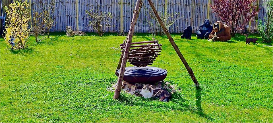 This is a fire bowl in a beautiful garden in rural “Bavaria”, Germany to be used for bonfires outside at any time. “Linda”, the cat has grabbed a comfortable spot next to it in the lush green grass. 2024. Hypnotic Productions