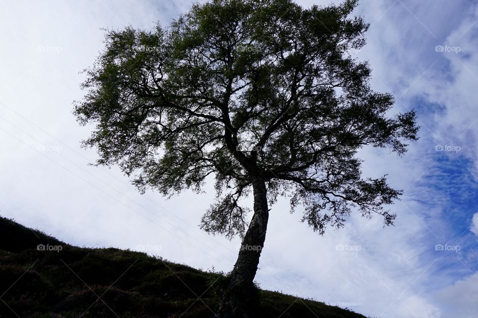 Tree in Scotland that caught my eye ...