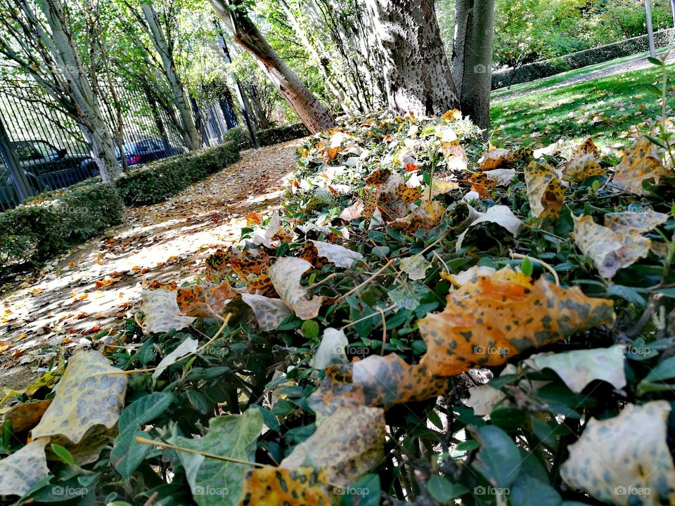 Leaf, Tree, Wood, Nature, No Person