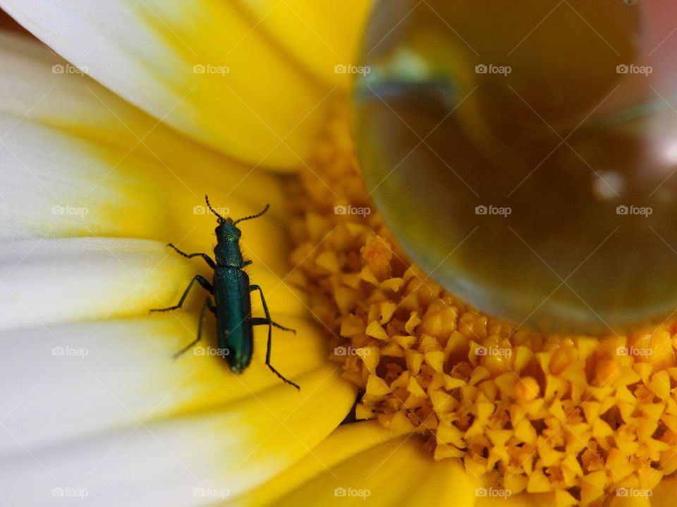Beautiful macro daisy flower with a beetle and marble 