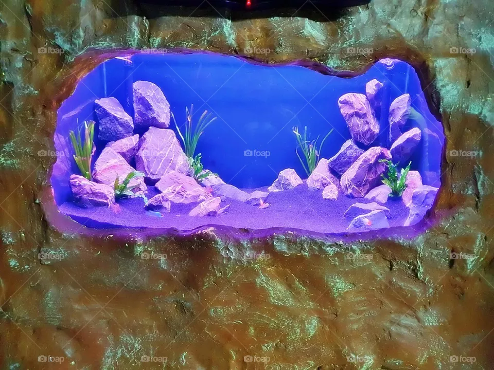 snorkeling decorative algae turtle aquarium fish saltwater biology fauna fishes seascape image scuba yellow dive young zoo environment vacation child pet shark swimming cute lifestyle animals fin people beauty black swim travel deep undersea landscap