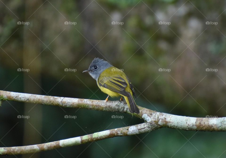 canary grey headed flycatcher