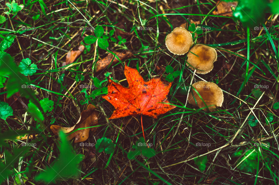 Colorful leaf