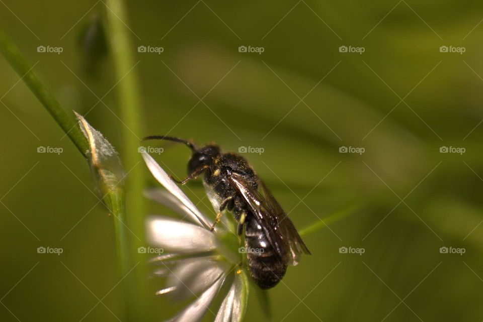 A common yellow face bee,known as Hylaeus communis,one of the solitary bees.