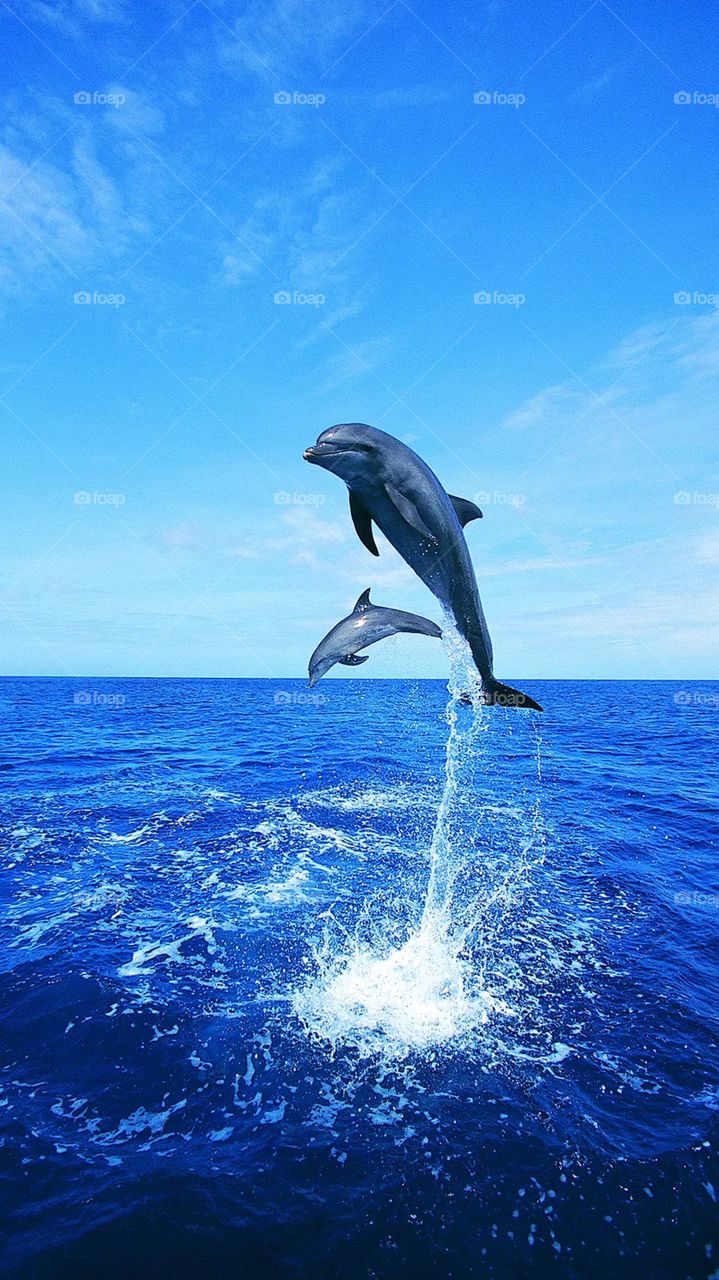 adventure of Dolphin