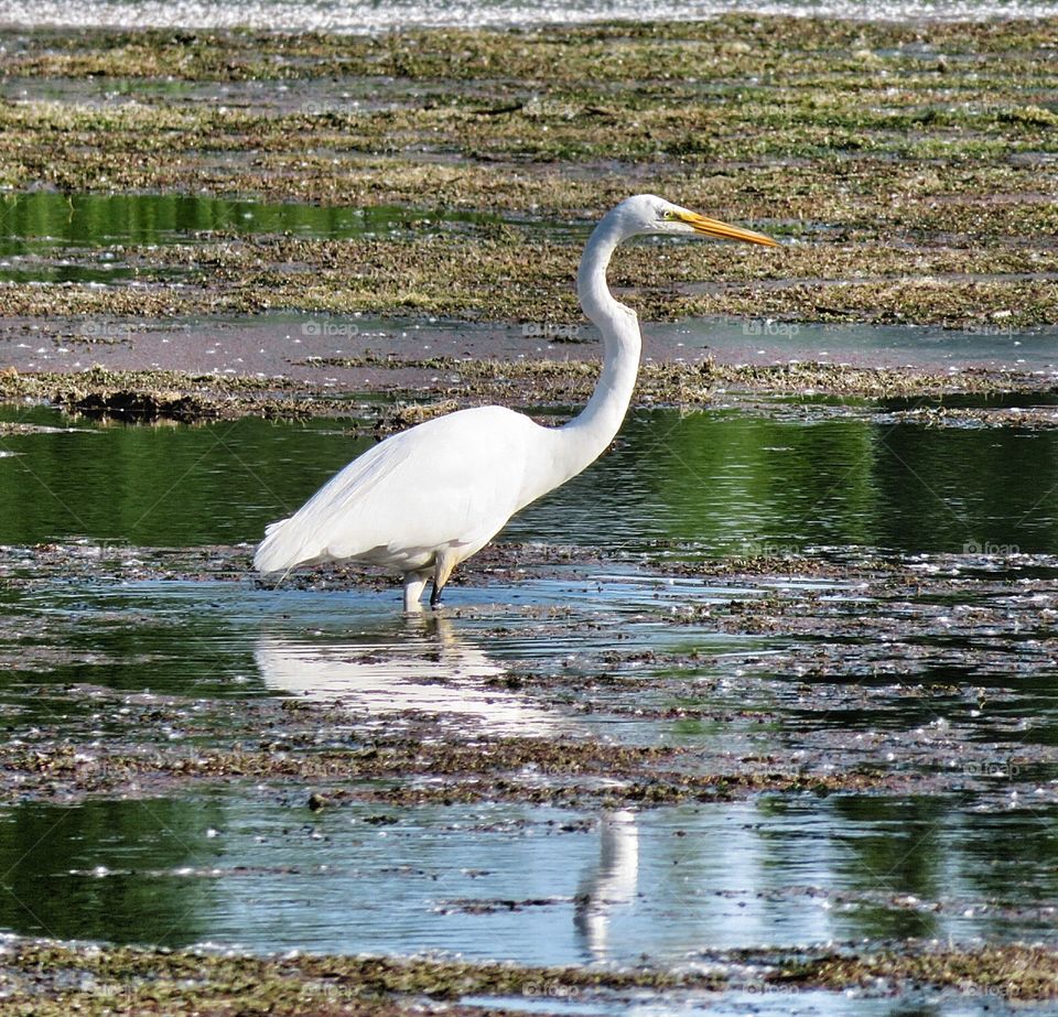 Egret Boucherville Québec 