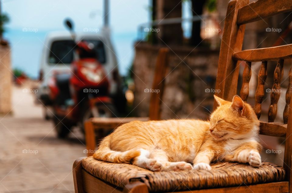 Close-up of cat sitting on chair