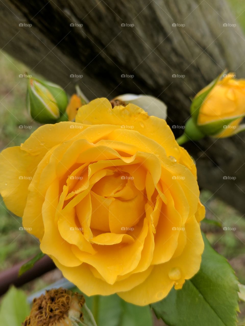 close up of a yellow rose