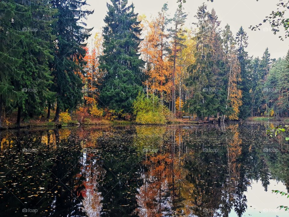 autumn forest and lake