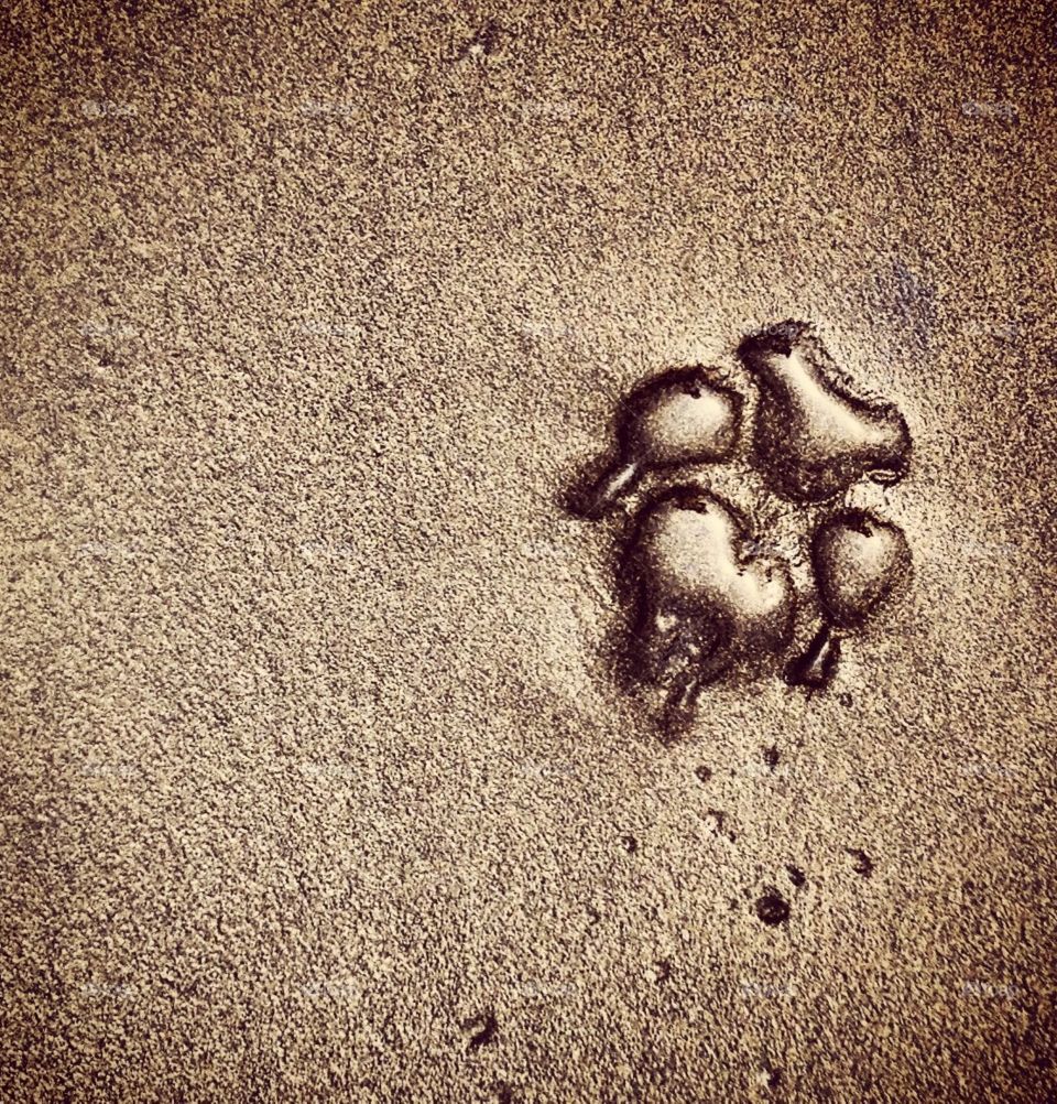 Paw in Sand