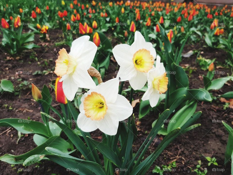 spring flowers