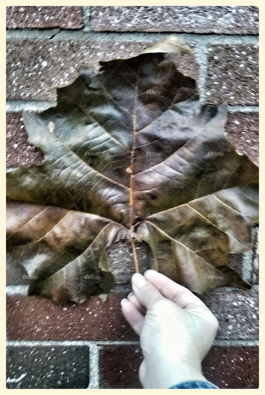 Big leaf