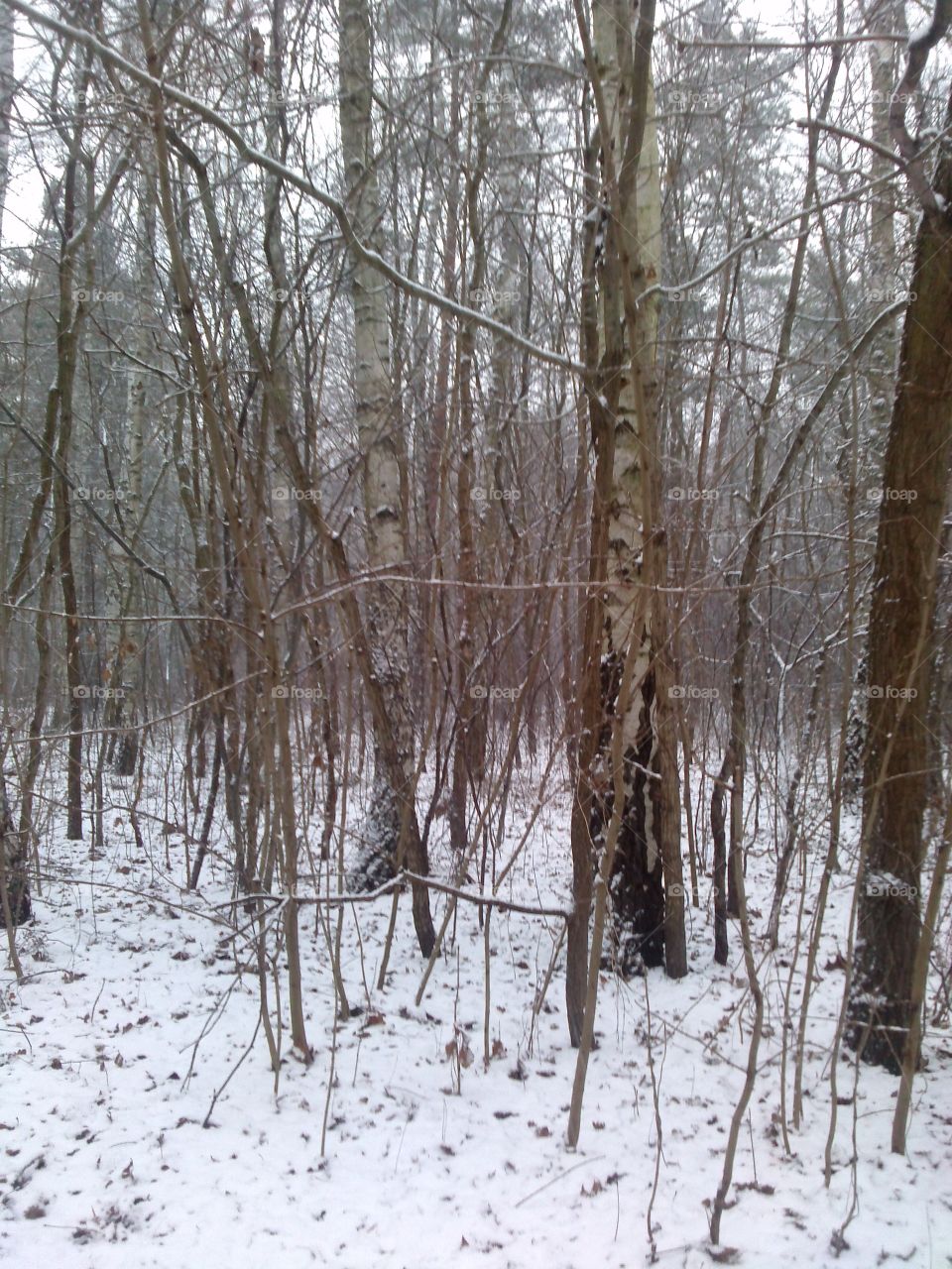 frozen woodland