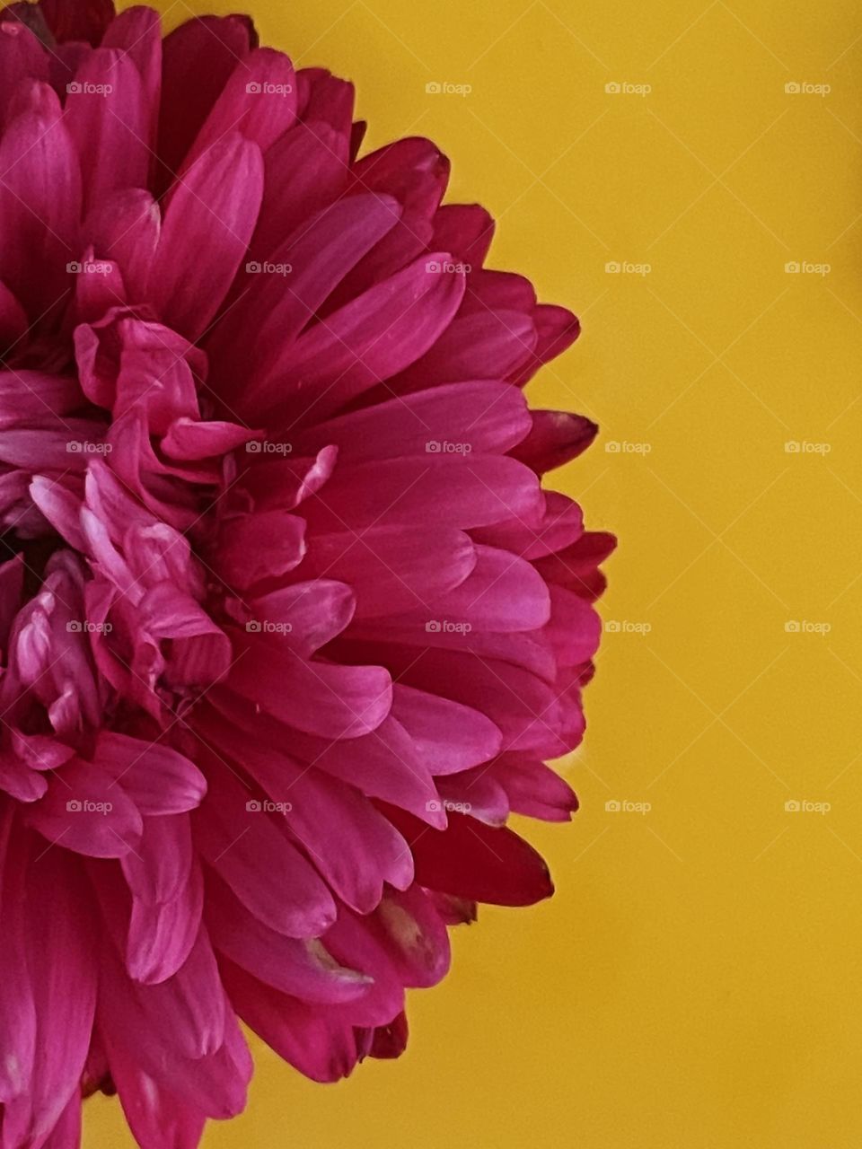 purple flower on yellow background