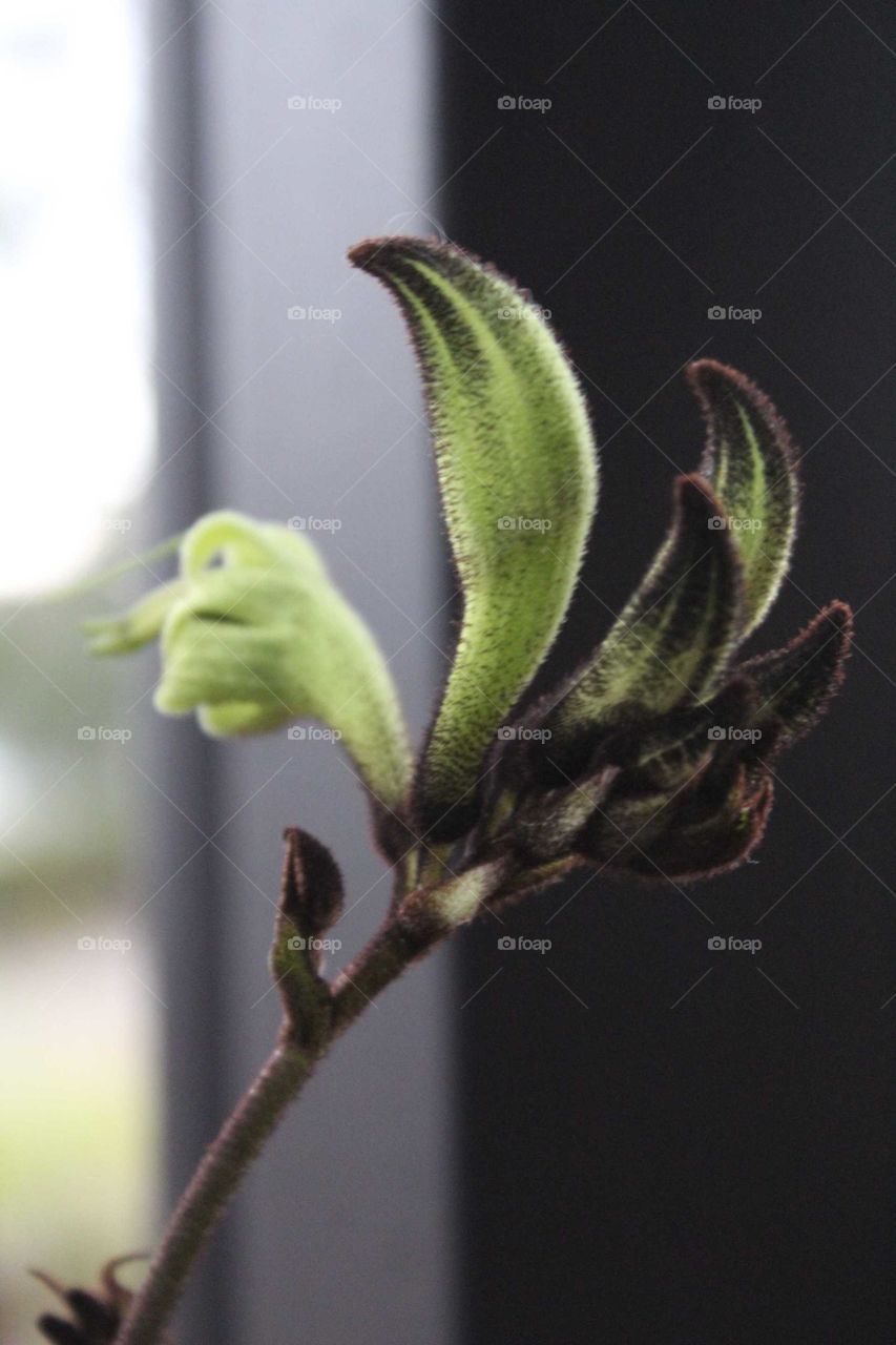 Unique Australian native, kangaroo paw