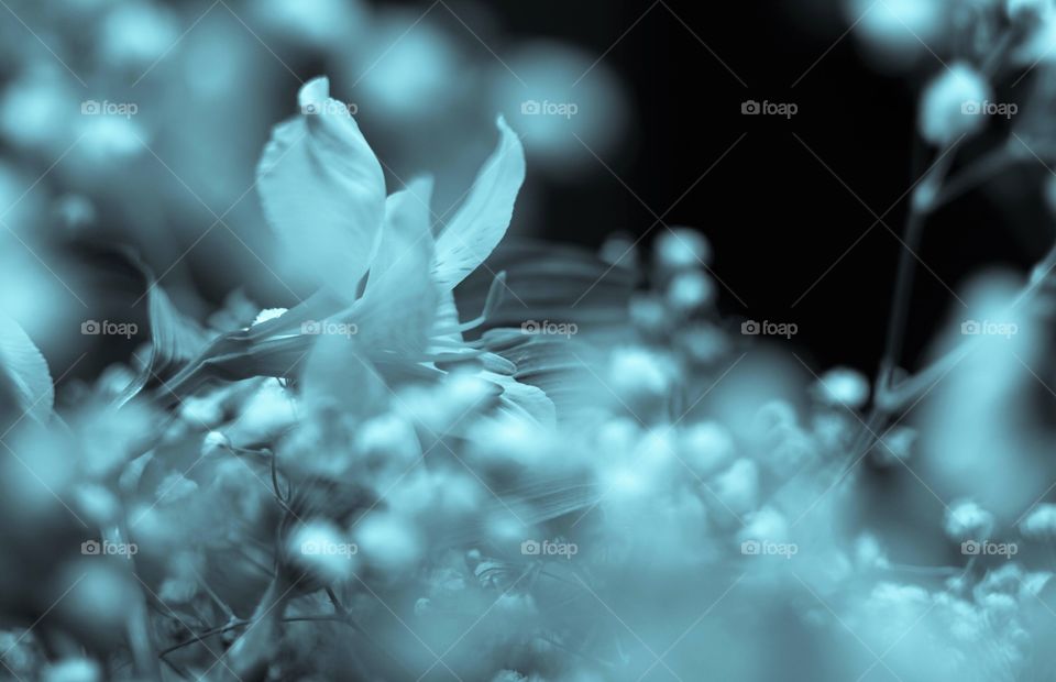 Bouquet/flowers in b&w