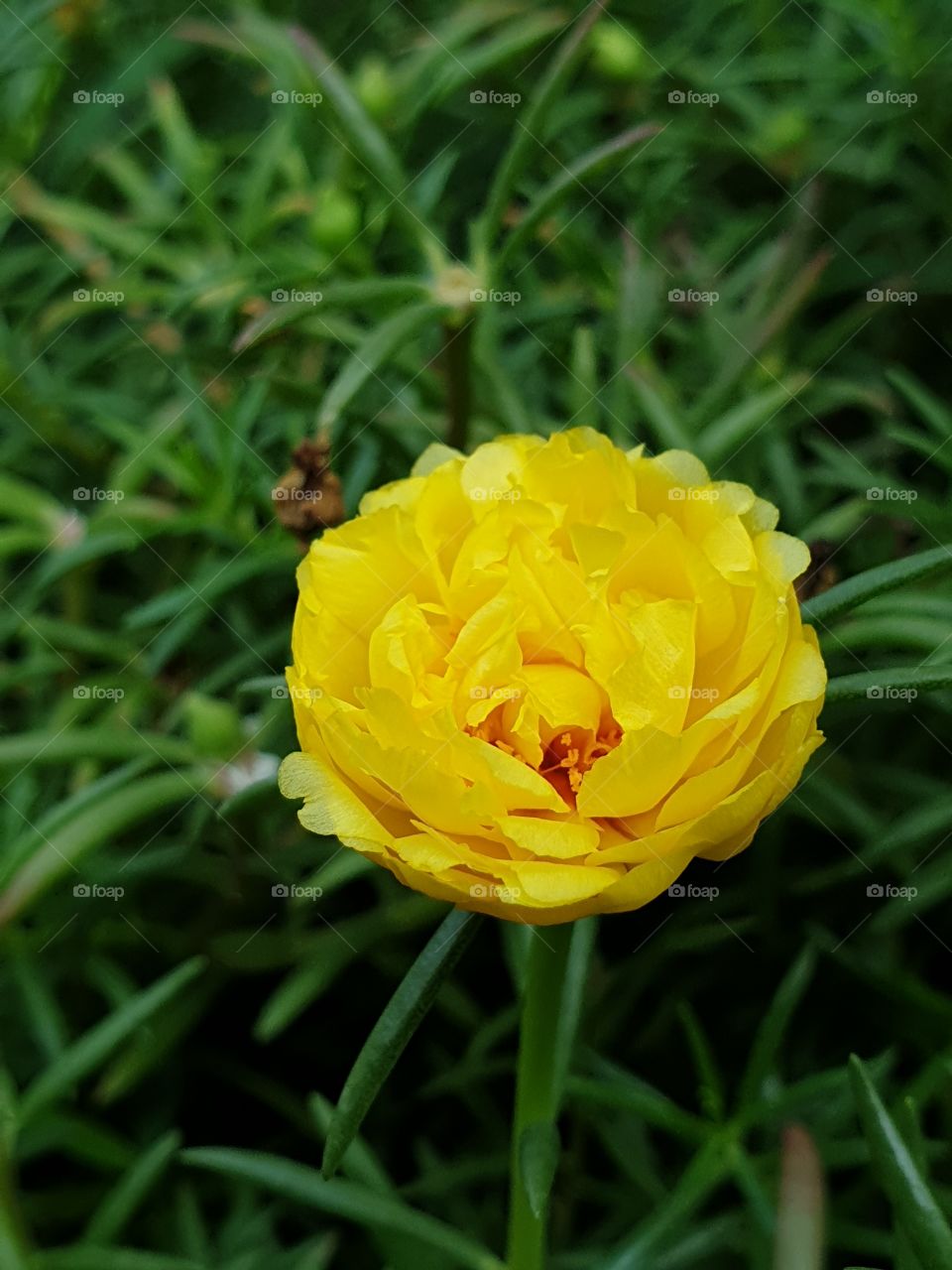 my beautiful Portulaca grandiflora