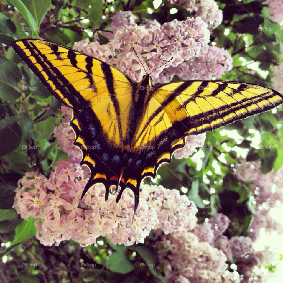 butterfly by harpleblues