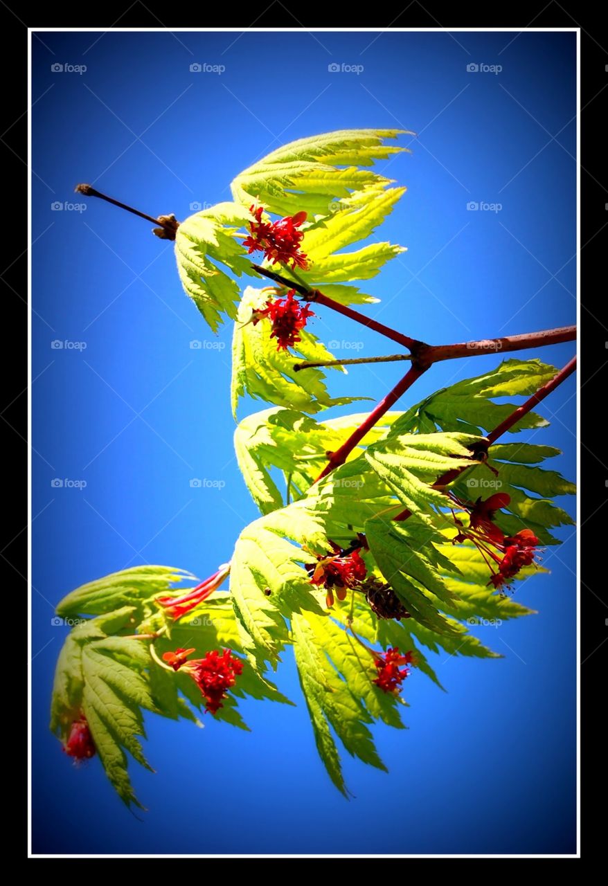 tender spring maple leaves and seeds