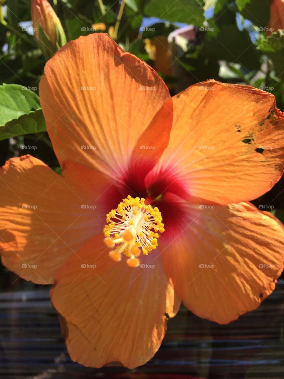 Hibiscus . Beautiful hibiscus