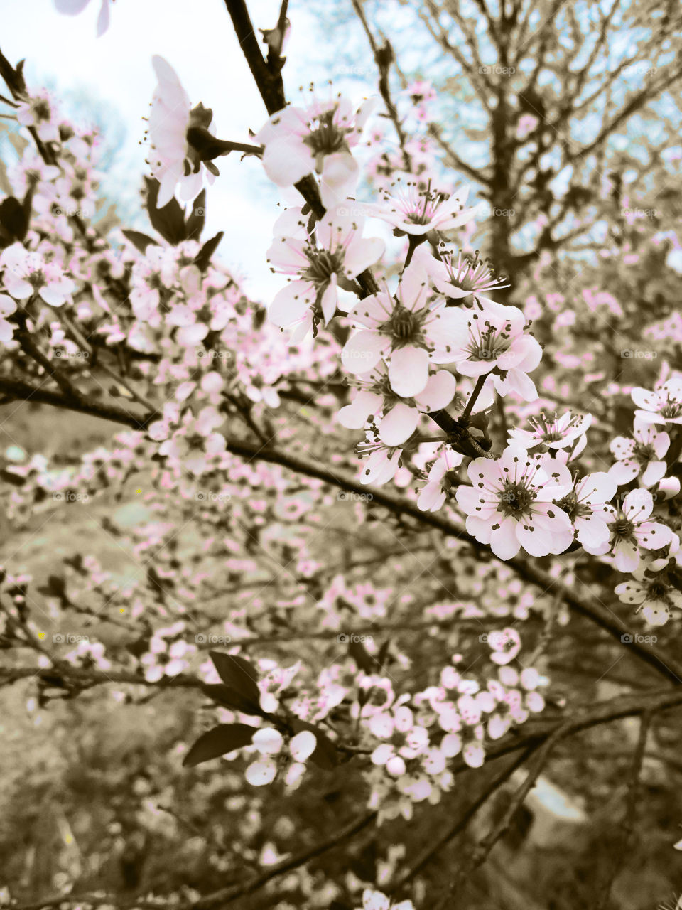 The Cherry Blossom - Artistic