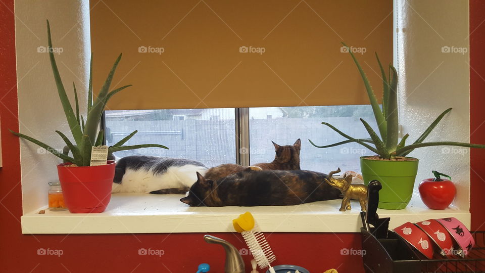 taking over the window shelf