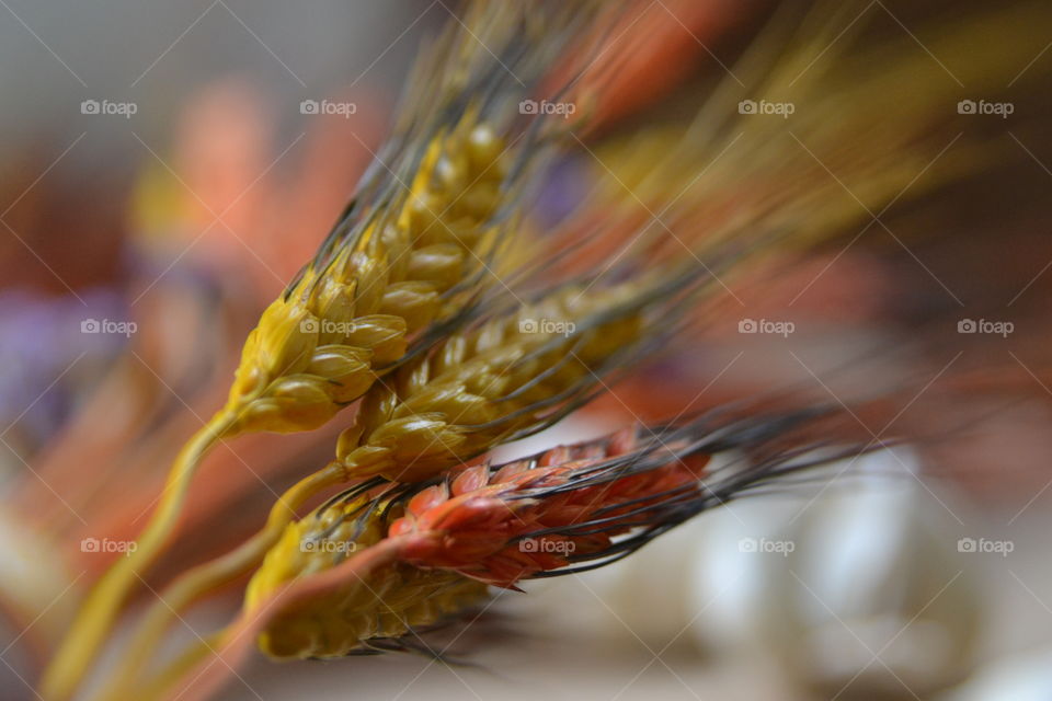 Selective focus of colored wheatgrass