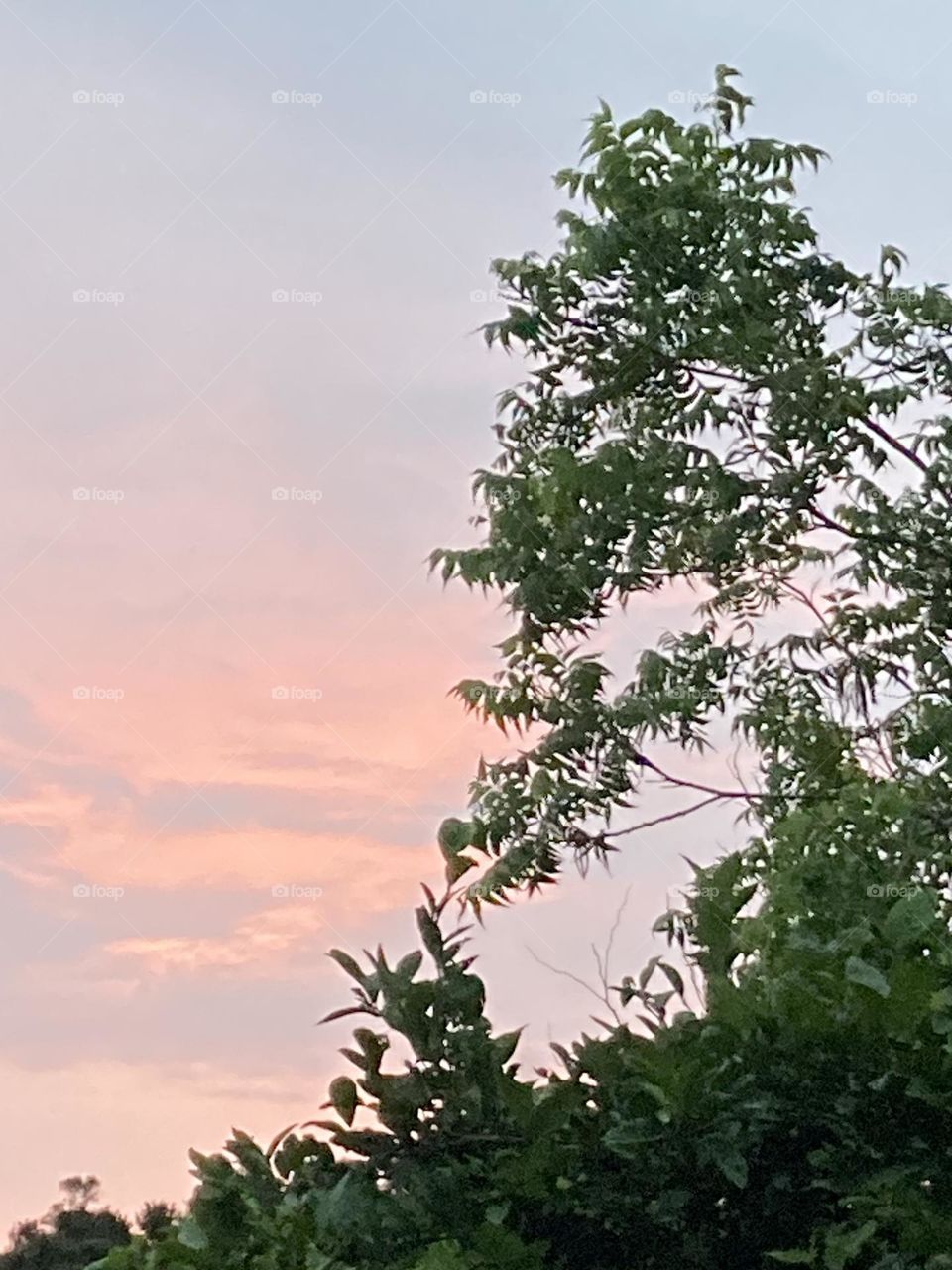 Beleza do universo com árvore verde sob um céu colorido. Cenário de fim de tarde.