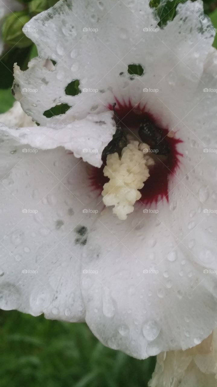 flower drop