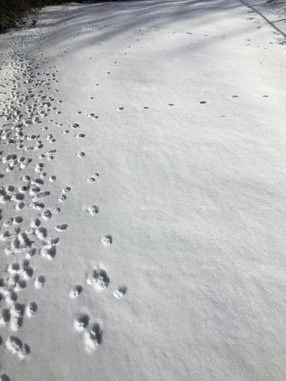 Fox footprints in the snow.