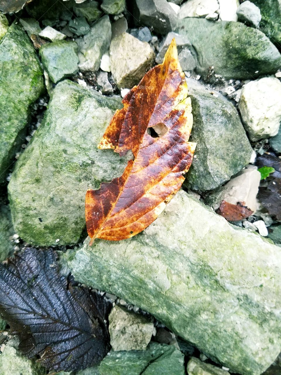 Broken Leaf